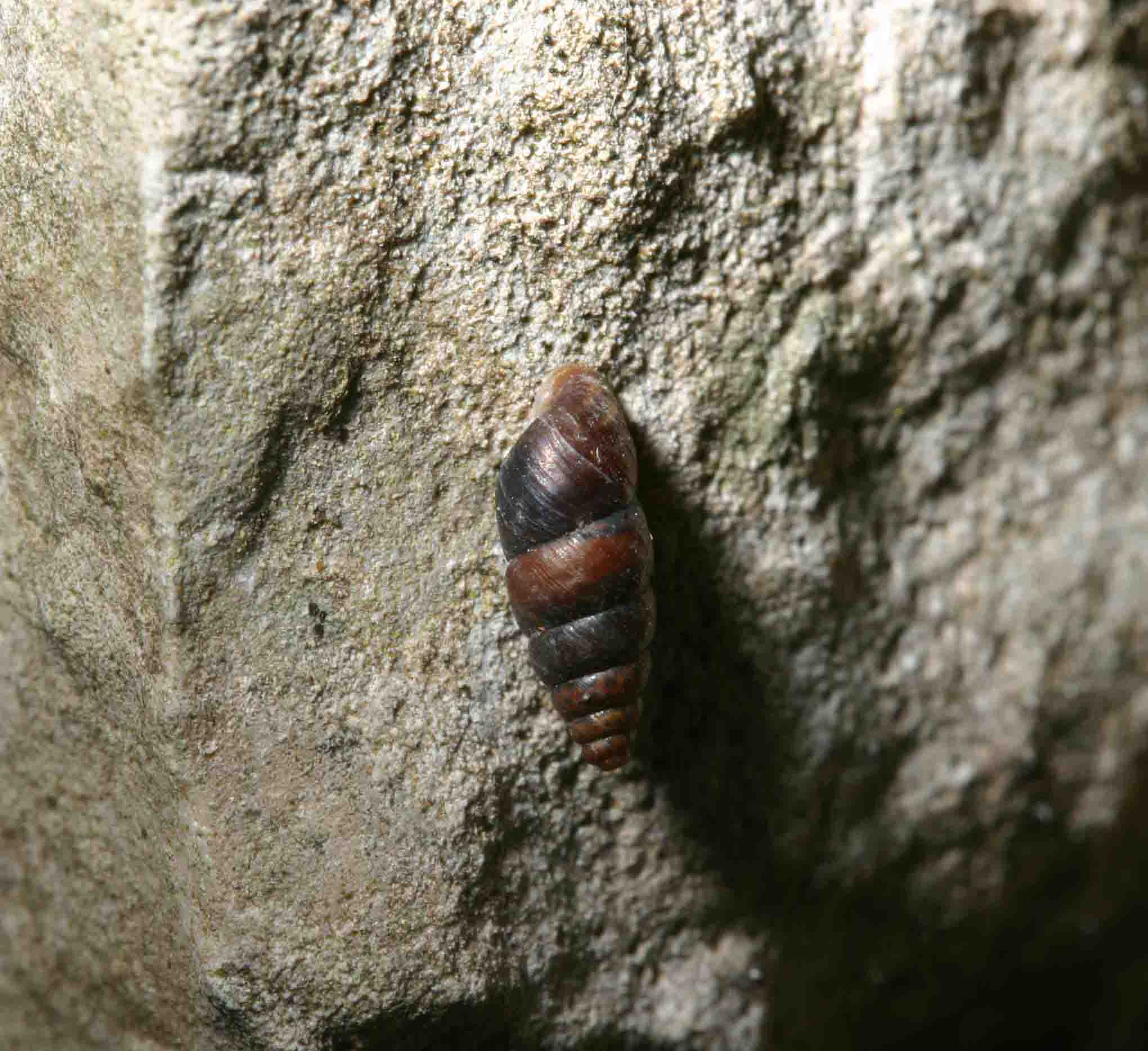 Chondrina avenacea (Bruguire, 1792)- Monte Subasio